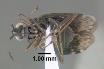 Media type: image;   Entomology 619251 Aspect: habitus ventral view